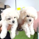 보은에너지 | 보은강아지 미니비숑 분양, 하얀 천사를 만난 날