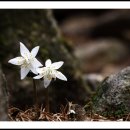 무갑사&수리산 바람꽃..... 이미지