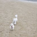 도그스케치 이미지