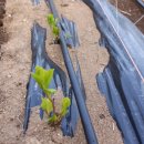 하늘농장1 이미지