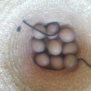 수지 토종농장 이미지