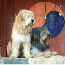 경산의 삽살개육종연구소 이미지