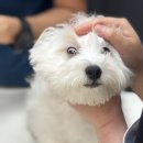 강남동물병원 | "강남 신사 동물병원, 강아지 접종 후기 신사동물병원"