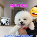 양평애견택시 이미지