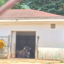 영소목장 이미지