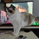 씨유전주한신점 | 7.6-8 돼지런한 일상 데이트