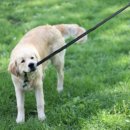 강아지산책 이미지