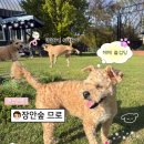 숲과흙의향기 | 부산 강아지랑 뛰어 놀기 좋은 힐링 애견 카페 기장 장안숲 므로 다녀온 찐 솔직 후기