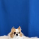 미코 그루밍 이미지