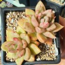 반듯한 멍이 이미지