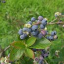 황룡농장 이미지