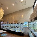 도그마루 강아지 고양이 부산점 | 도그마루 데본렉스입양기