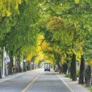 은행나무길카센터 이미지