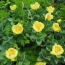 코카서스작약 [코카시안 작약, Caucasian peony (Paeonia daurica subsp. mlokosewitschii)] 이미지