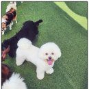 뽀송하개 재워줄개 | 용인대형견호텔 뽀송하개 재워줄개