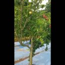혼성 과일 나무. M.F.T (Mixed fruit tree) 이미지