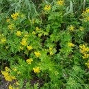 궁전민박 이미지