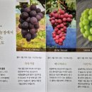 대미농장 | 내돈내산 맛있는 샤인머스캣 배포큰농장