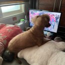 개를 미용하는 남자 이미지