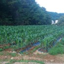 다래농장 이미지