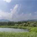 버드나무 이미지