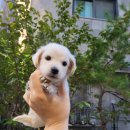 라이언펫 수원광교동물병원 이미지