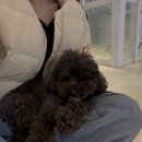 피터펫 | 일산 강아지카페 피터펫 라페스타점 다녀온 내돈내산 후기