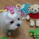 송이애견 이미지