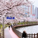 명품 벚꽃 길 이미지