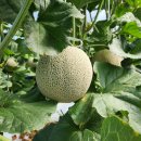 삼영 농장 이미지