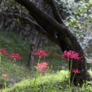 옥룡사지 이미지