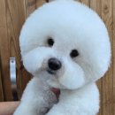 룰루랄라 애견미용실 이미지