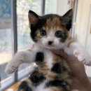 사하동물병원 이미지