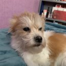 상남견 | 17년 지기 가족 밍크