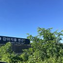 강아지풀 | 충북 음성 l 대형견 동반 가능 촌캉스 펜션 숙소 내돈내산 추천 솔직후기 ‘강아지풀’
