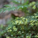 금강송 생태경영림 이미지