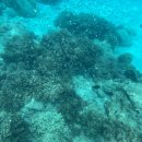 중부-현장-중부-735 | 나트랑 산티아고 호핑투어 추천 | 스노클링 머드온천 미니비치 8월 준비물