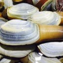 코끼리밥상 이미지