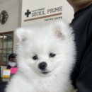 서울프라임 동물병원 이미지