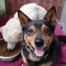 돈 없이도 팅커벨을 후원하고 유기동물을 구조할 수 있는 가장 손쉬운 방법 이미지