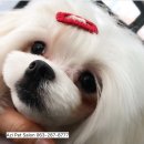 아지펫살롱 이미지