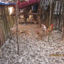 토토농장 이미지