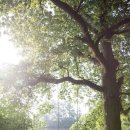 연화일휘 이미지