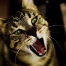 신장동물병원 이미지