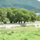 성주 경산리 성밖숲 이미지