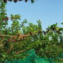 미혜농장 이미지