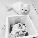 참치 곶간 네이버블로그