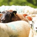 발현목장 이미지