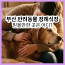 을-050 | 부산 반려동물 장례식장, 근처 비용 합리적이고 후기 좋은 곳은 어딜까?