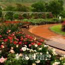 장성 꽃 화원 이미지